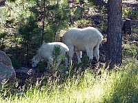 Mont Rushmore (31).JPG